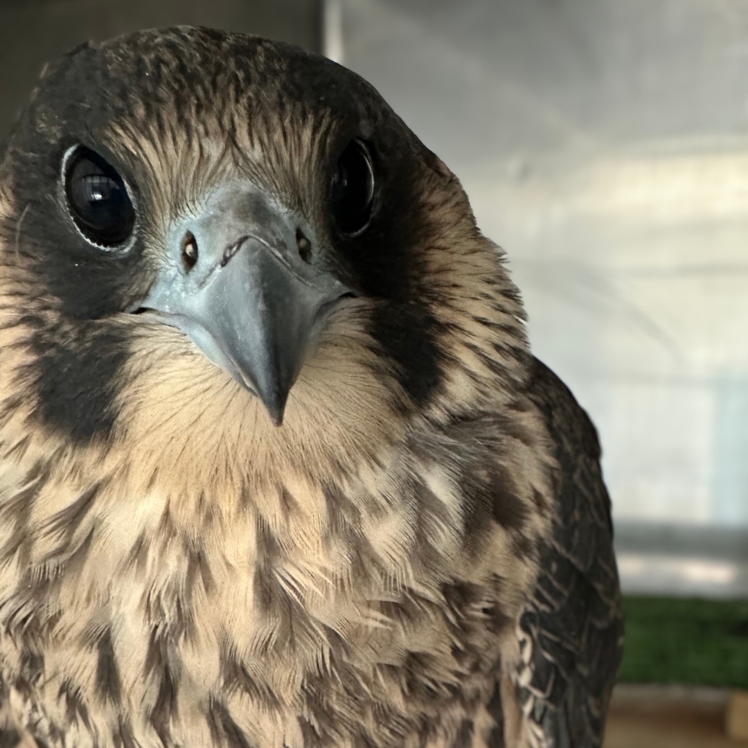 TiggywinklesUK's tweet photo. 🦅⚽ Top-flight recovery! This grounded peregrine falcon was found not moving at a football stadium where it nests. After just a few days of expert care at Tiggywinkles, it was fit to return to its home turf.
Fastest animal in the world - and back in the game! 🏟️💚
#BackOfTheNet https://t.co/1DlUEkcL70