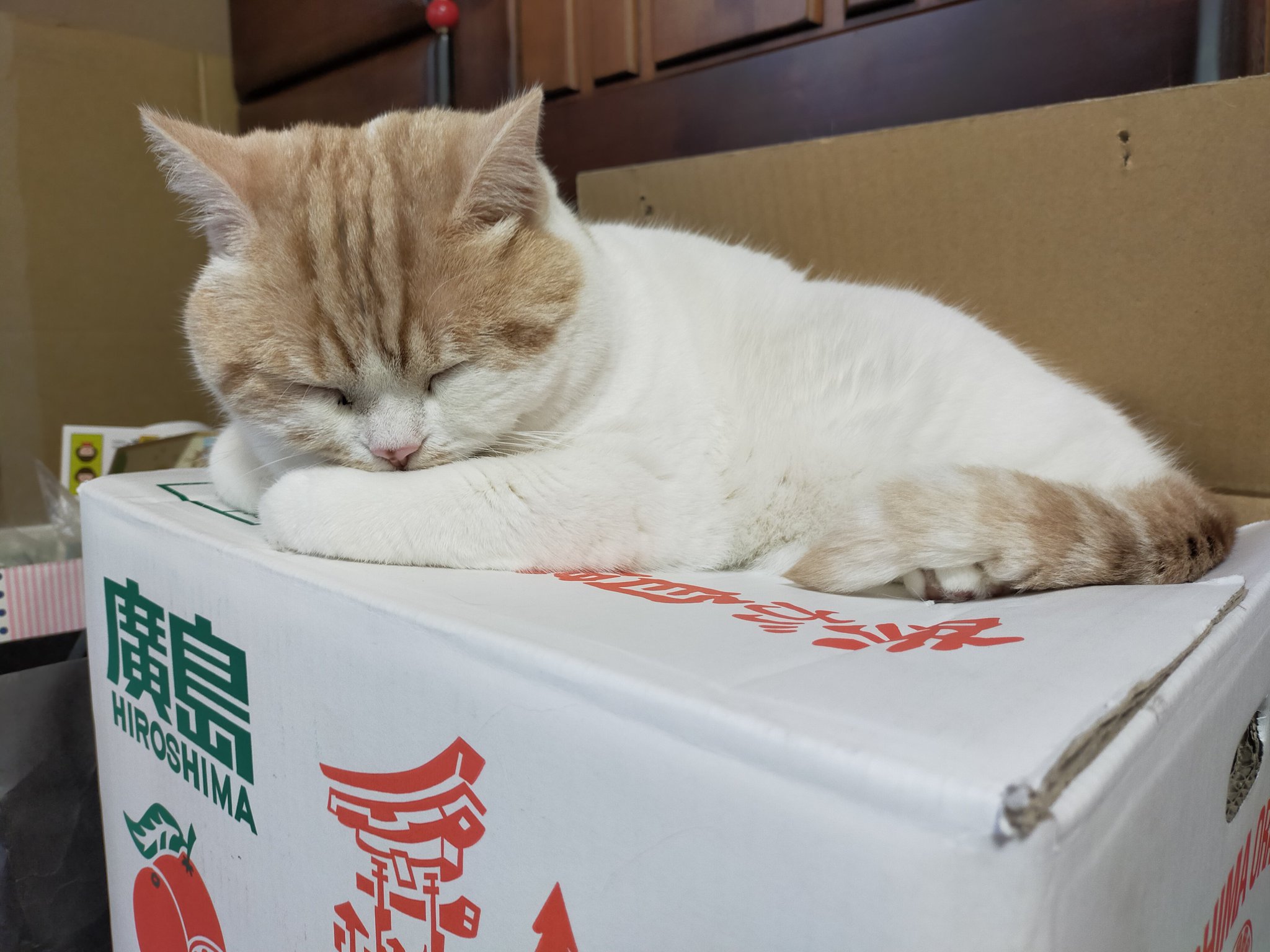 まさねこ まさまさ(猫) on X: 