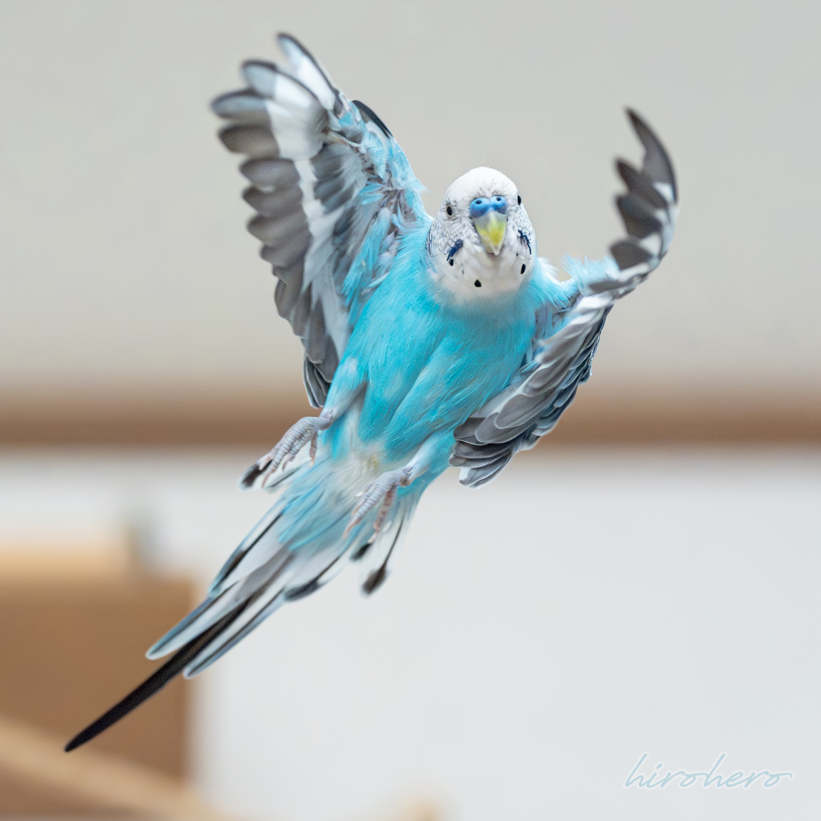 hiro　　アネモネ、信長、インコ hirohero on X: 