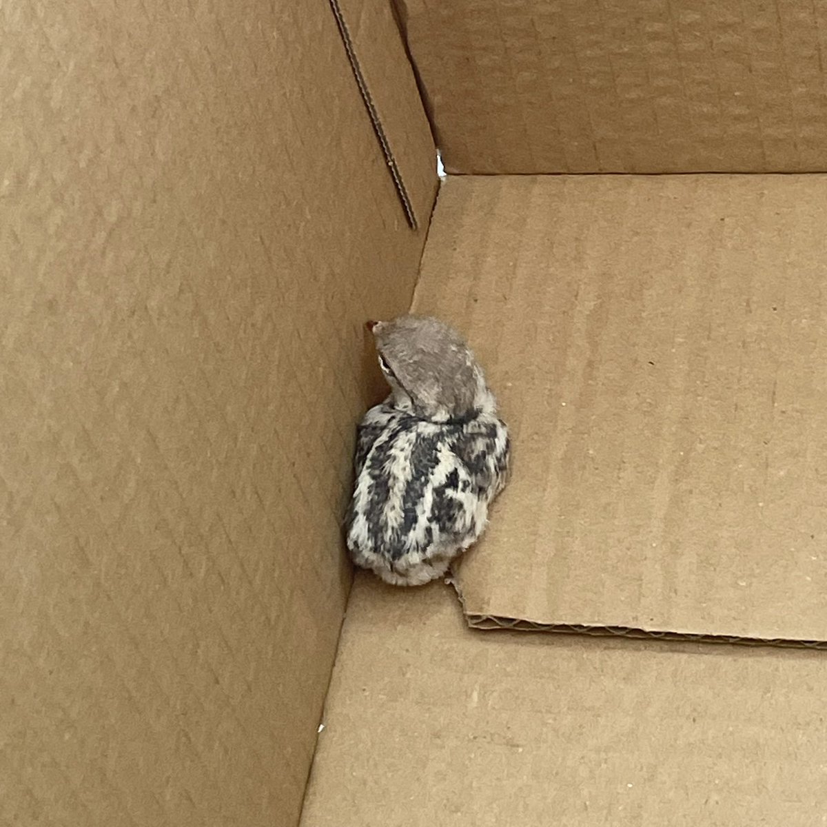 Sevimli bir keklik yavrusu.