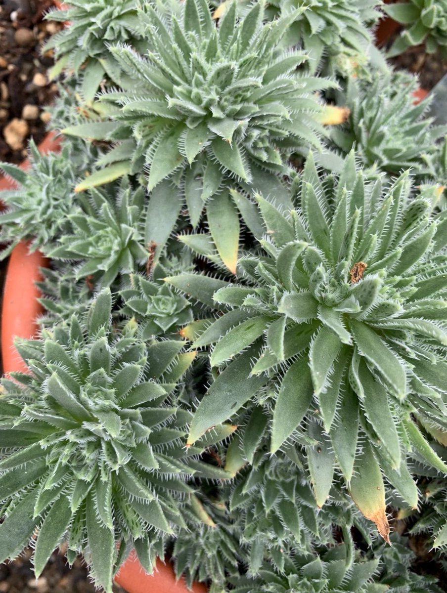 Aeonium simsii
