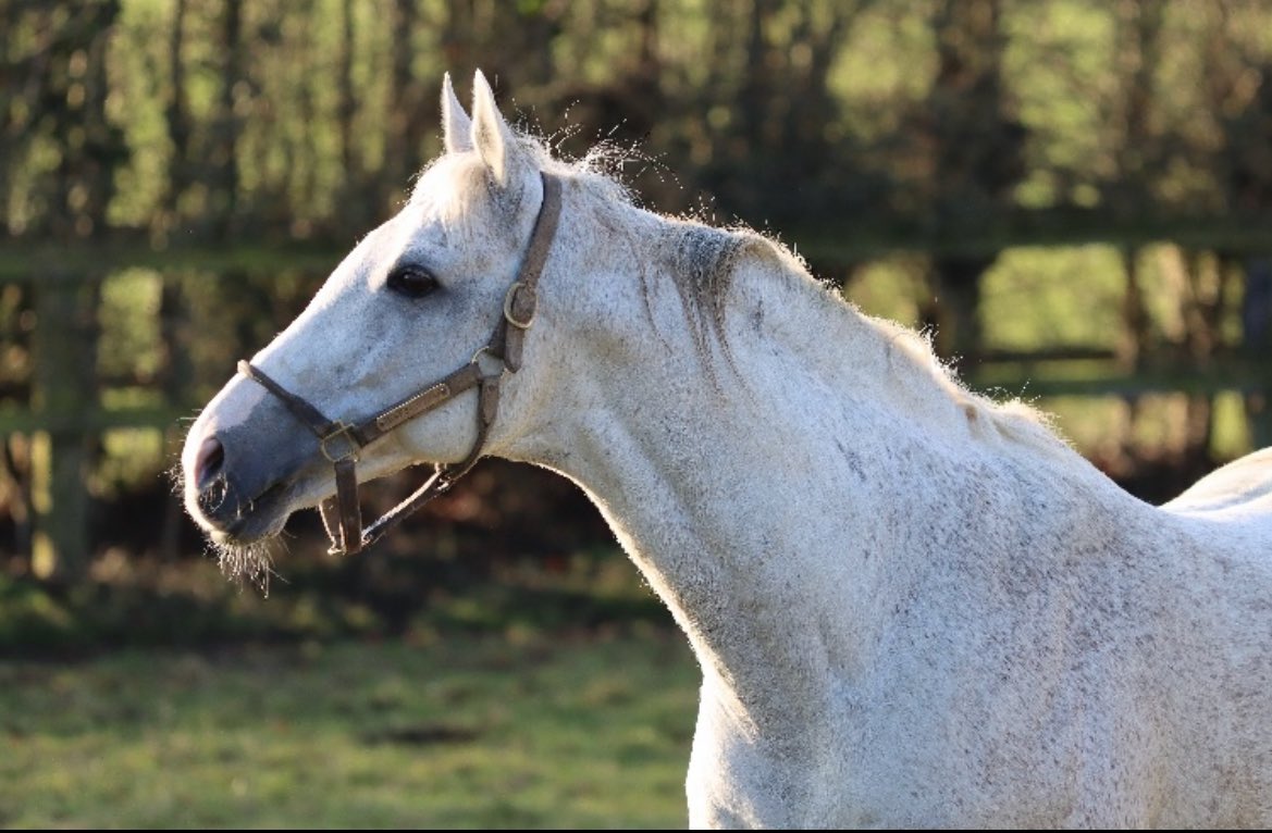 It is with great sadness that we announce Jukebox Jury has been euthanised due to complications following colic surgery

He had a lovely, kind personality and was a pleasure to work with

He will be greatly missed, but we are thankful he came to Burgage and the impact he has left