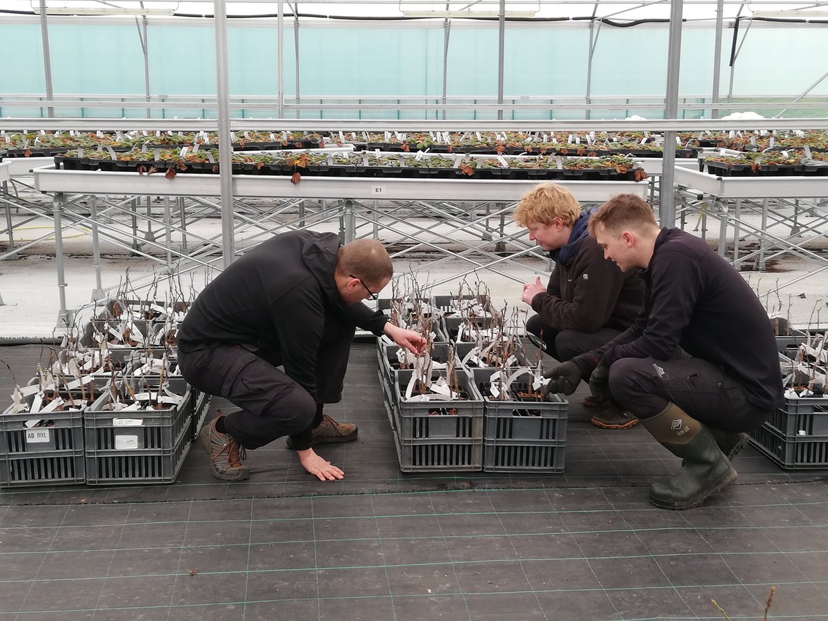 FutureTreesUK's tweet image. 🌱 Seed by Seed: Highlights from Our Annual Report 🌳
From Devon to Cumbria, our team has been grafting, planting & preparing the future of native trees
• 109 beech & 62 hornbeam plus trees
• 1,000 cherry grafts @ForestryComm
futuretrees.org/news-and-insig…