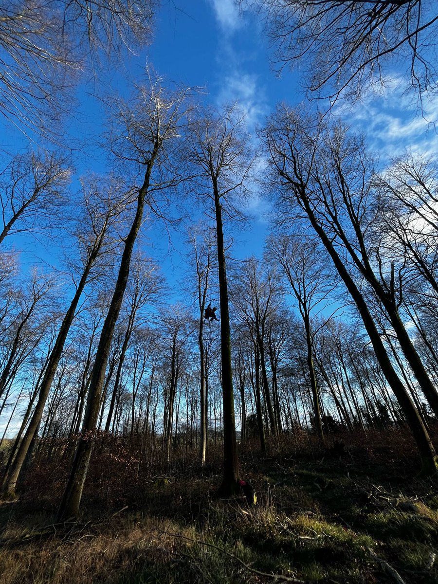 FutureTreesUK's tweet image. 🌱 Seed by Seed: Highlights from Our Annual Report 🌳
From Devon to Cumbria, our team has been grafting, planting & preparing the future of native trees
• 109 beech & 62 hornbeam plus trees
• 1,000 cherry grafts @ForestryComm
futuretrees.org/news-and-insig…