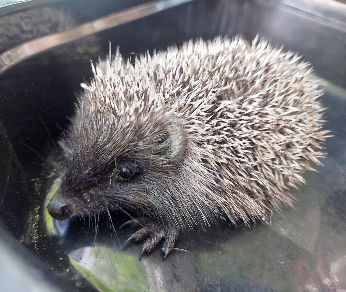 papasobaka's tweet image. This is our new resident. Iggy the Hedgehog. He would have died, but we had to save him.