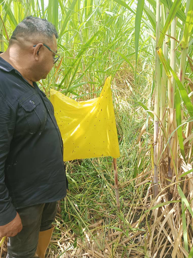 La asesoría y evaluación de nuestros extensionistas es primordial. 

Acompañamos a nuestros cañicultores en todo el proceso productivo. 

Sembramos caña, hacemos patria 🇻🇪