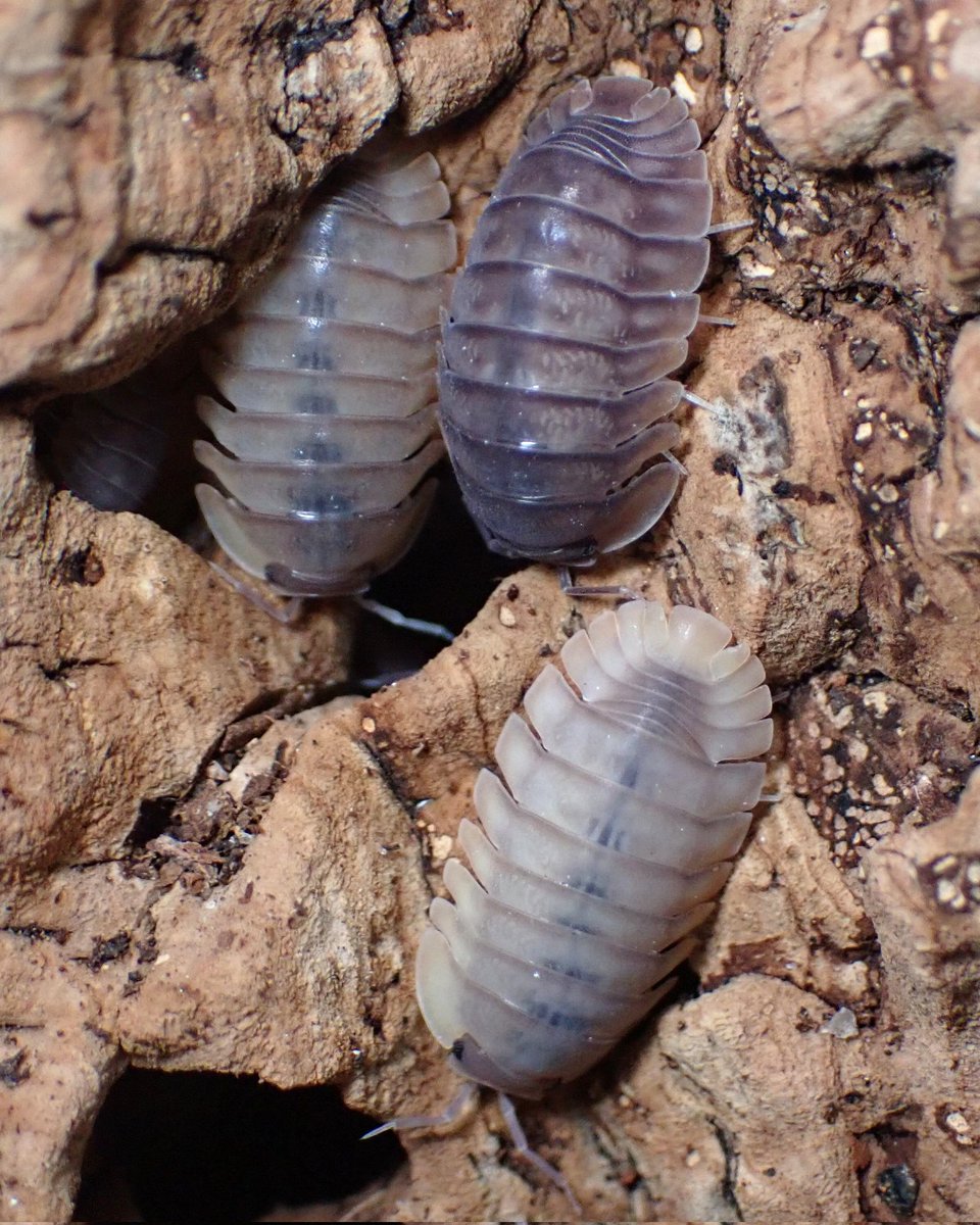 透明の他にクリーム色のもいる気がする