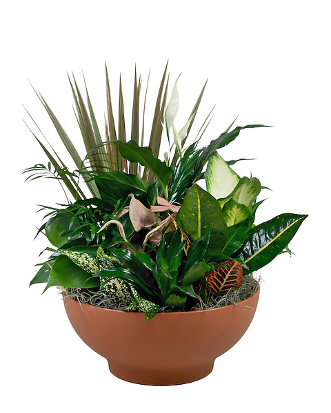 Liven up your space with a stunning beauty - the Garden of Gethsemane. 🌿💮🌱 A combination of green and variegated plants in a terracotta colored pot.  Perfect for the home or office!

#HouseplantLovers #StevesFlowers #NaturesBeauty #SameDayDelivery #ShopLocal #FamilyOwned