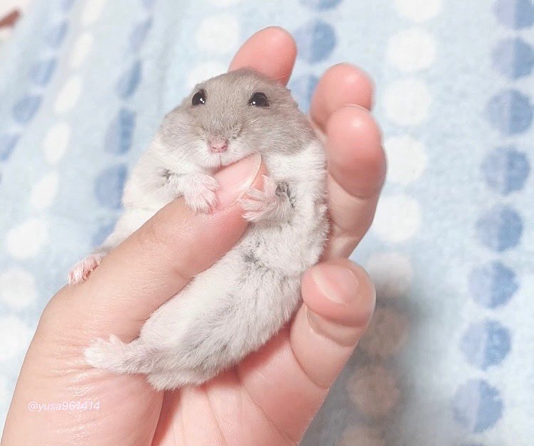 噛んでくださいと言わんばかりに
指を捧げてみた。
抱きつきハムさん🐹

2枚目のハムさんのしっぽ…たまんねぇ🤦🏻‍♀️

#ハムスター