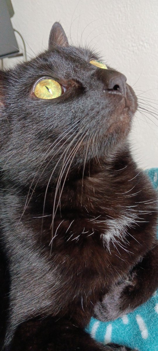 sknlliu's tweet image. 🐈‍⬛️