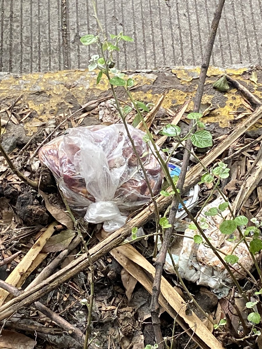 SussSep's tweet photo. Buenos días Autoridades

Su apoyo para retirar este arbolito roto,  está detenido con cables, es peligroso y puede caerle a alguien, esq. La quemada y Obrero Mundial, Narvarte Oriente.
También hay basura tirada y ya huele mal.
Gracias 

@AccionesBJ @BJAlcaldia @LuisMendozaBJ https://t.co/MNmYnVhjDt