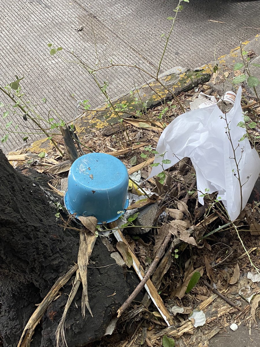 SussSep's tweet photo. Buenos días Autoridades

Su apoyo para retirar este arbolito roto,  está detenido con cables, es peligroso y puede caerle a alguien, esq. La quemada y Obrero Mundial, Narvarte Oriente.
También hay basura tirada y ya huele mal.
Gracias 

@AccionesBJ @BJAlcaldia @LuisMendozaBJ https://t.co/MNmYnVhjDt