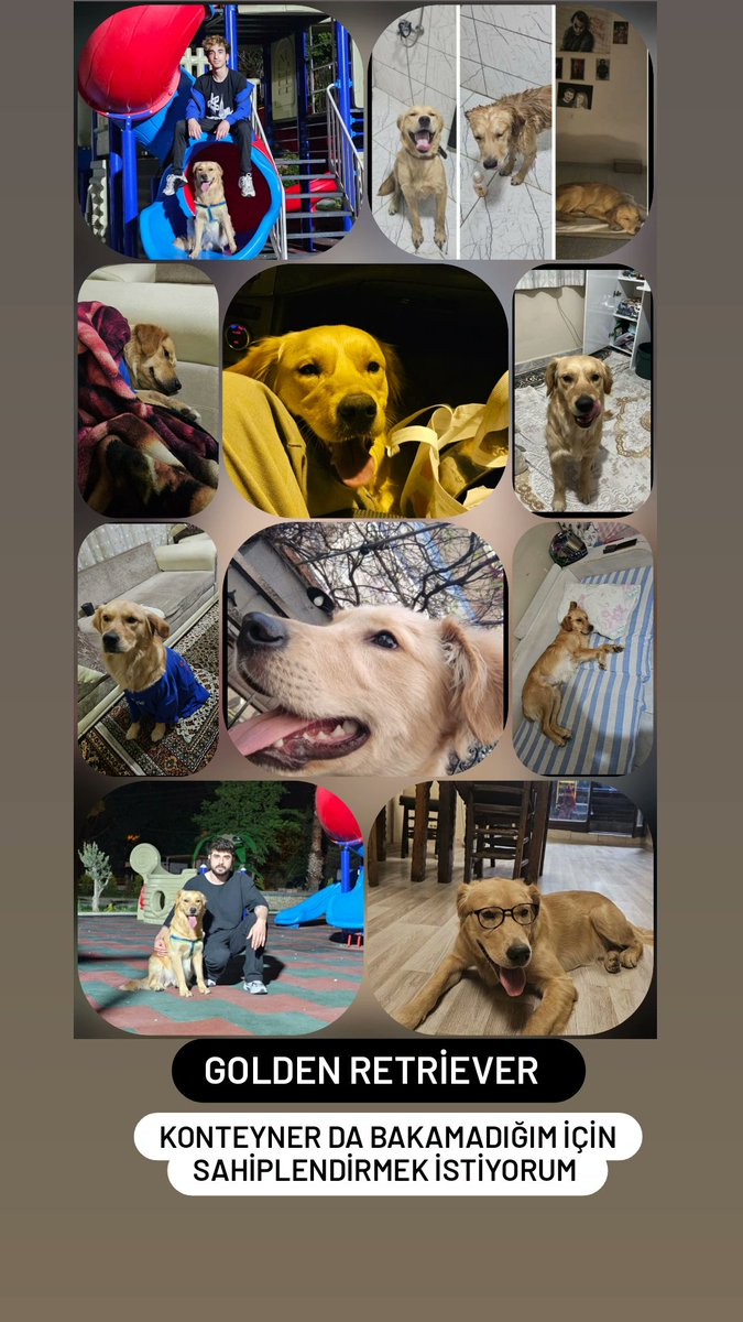 Sahiplendirmek istiyorum