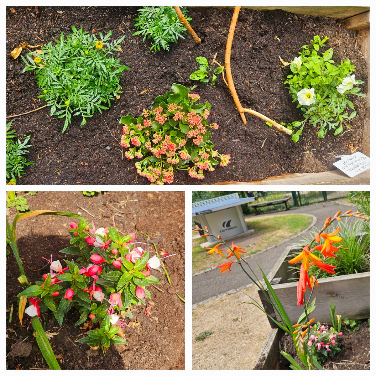 Sophia π (@sophiaot_) on Twitter photo Our flowers are flowering ! π₯Ήβ€οΈπΌπΈπΉπ΅ #GardeningGroup #GrowYourOwn #Horticulture #GreenFingers #Nature #OccupationalTherapy #Lewisham #Ladywell
<a href="/Garden4Disabled/">GardeningwithDisabilities</a> <a href="/MaudsleyNHS/">NHS Maudsley</a> Our flowers are flowering ! π₯Ήβ€οΈπΌπΈπΉπ΅ #GardeningGroup #GrowYourOwn #Horticulture #GreenFingers #Nature #OccupationalTherapy #Lewisham #Ladywell
<a href="/Garden4Disabled/">GardeningwithDisabilities</a> <a href="/MaudsleyNHS/">NHS Maudsley</a>