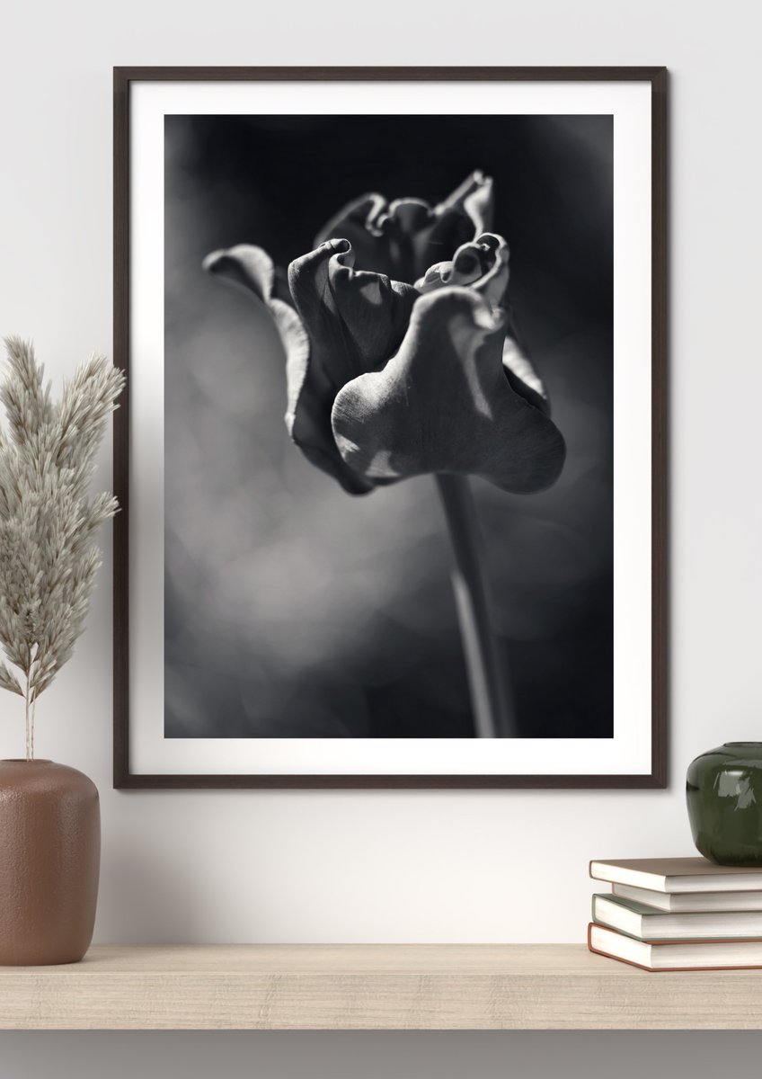 Hi all! If you happen to live near Norwich, UK (I know...!) coming to a cafe / shop / studio near you, very soon. My series of #monochrome #macro #spring #summer #flowers in framed glory, starting with this 24"x20" tulip. (DM for more details)
#TwitterNatureCommunity #FlowersofX