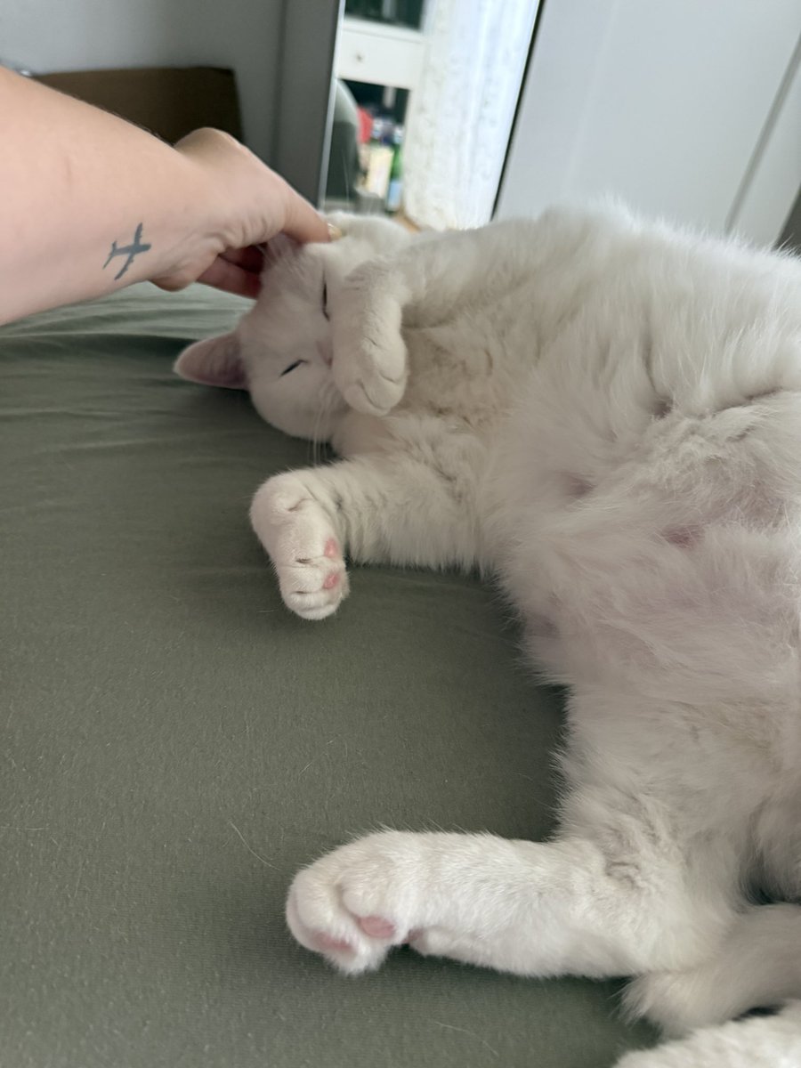 В 5 утра скрипела мяу в ухо, весело бегала к миске и выпрашивала завтрак, но не ела, крутилась восьмерками между ног и гордо сопровождала в туалете, потом опять что-то говорила, скреблась в бумажный пакетик, молча и вонюче насрала!  - и я больше не уснула. 

Как думаете, если я