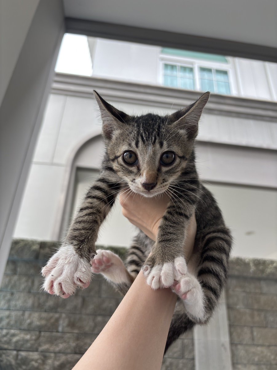 CatsterClub's tweet photo. 🏠หาบ้านให้น้องแมว🏠

- แมวจร เพศผู้ อายุประมาณ 3 เดือน
- พิกัด : รามอินทรา 
- เบอร์ 0844659424

ใครสนใจรับดูแลติดต่อหาเจ้าของได้เลยนะคะ หรือ ช่วยกันรีกระจายข่าวก็ได้ค่า มาช่วยกันหาบ้านอันอบอุ่นให้น้องกันนะคะ https://t.co/fRxpo9tExg