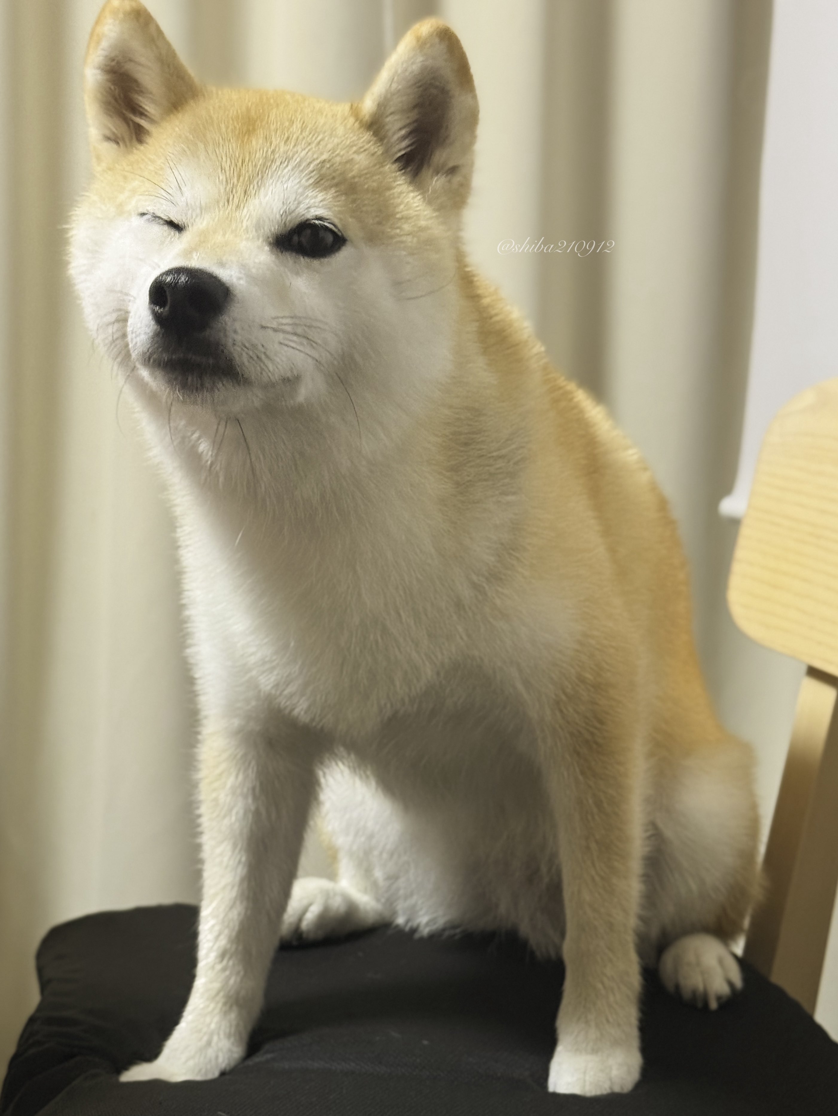しば犬です。私の汗と涙が染み付いています。 yomo_🐕🦆 on X: 