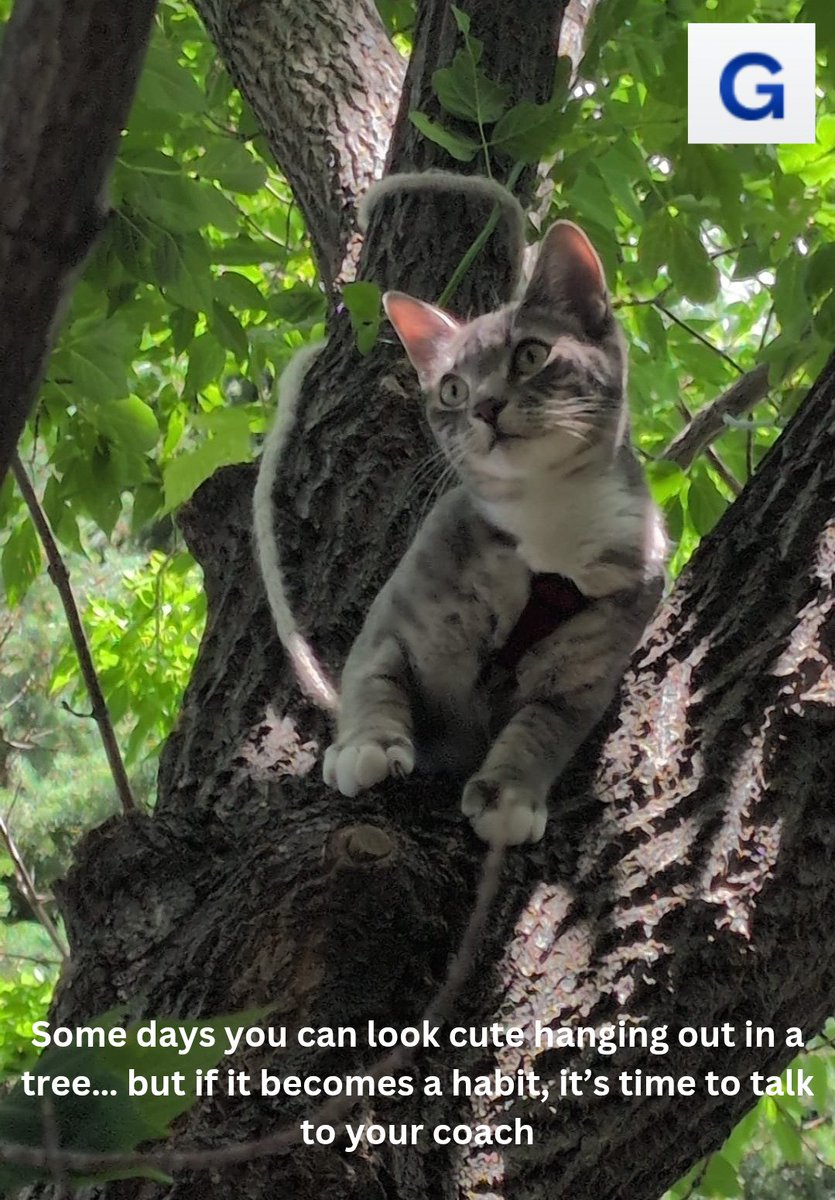 Some habits look harmless (or even adorable) — until they hold you back.

If you’re feeling stuck or swinging from branch to branch, let’s chat. Coaching can help you climb with purpose.