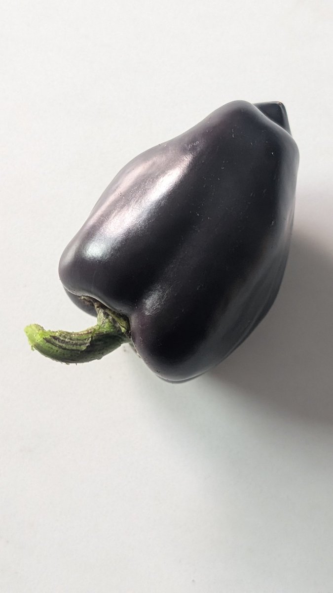 FrdrickBrown1's tweet image. Premier piment Mariachi.
( Parfait pour les crudos de pétoncles).