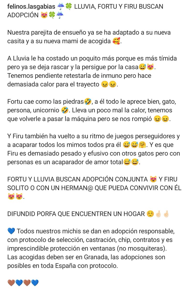 Felinos_Gabias's tweet photo. ☔🍀 #LLUVIA, #FORTU Y #FIRU BUSCAN #ADOPCIÓN 😻🍀☔ https://t.co/cOTVB67hXl
