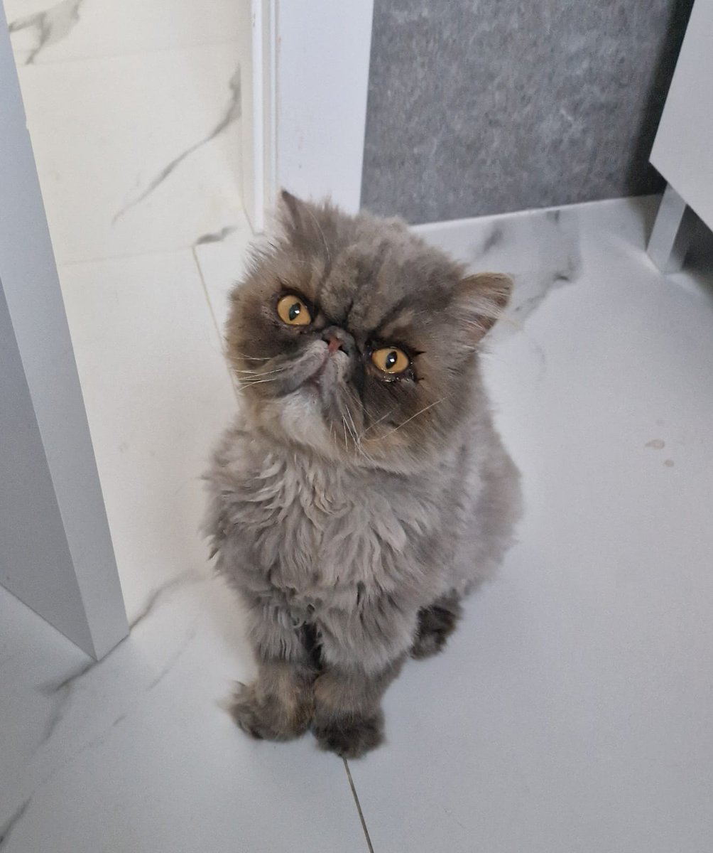 Felinos_Gabias's tweet photo. ☔🍀 #LLUVIA, #FORTU Y #FIRU BUSCAN #ADOPCIÓN 😻🍀☔ https://t.co/cOTVB67hXl