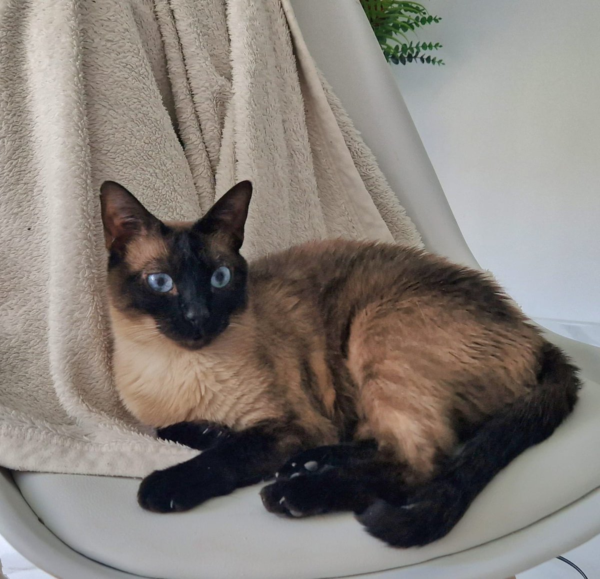 Felinos_Gabias's tweet photo. ☔🍀 #LLUVIA, #FORTU Y #FIRU BUSCAN #ADOPCIÓN 😻🍀☔ https://t.co/cOTVB67hXl