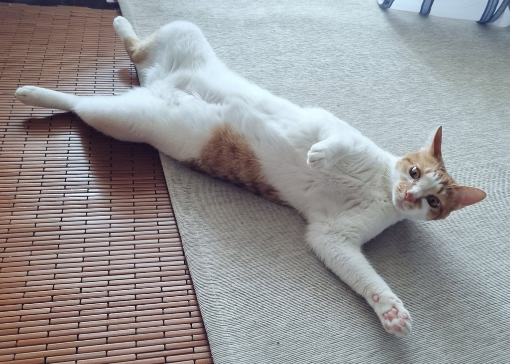 트위터 냥이들 보면서 아이 귀여워~했더니 자기한테 하는 말이라 생각했는지 앵.
하고 대답함