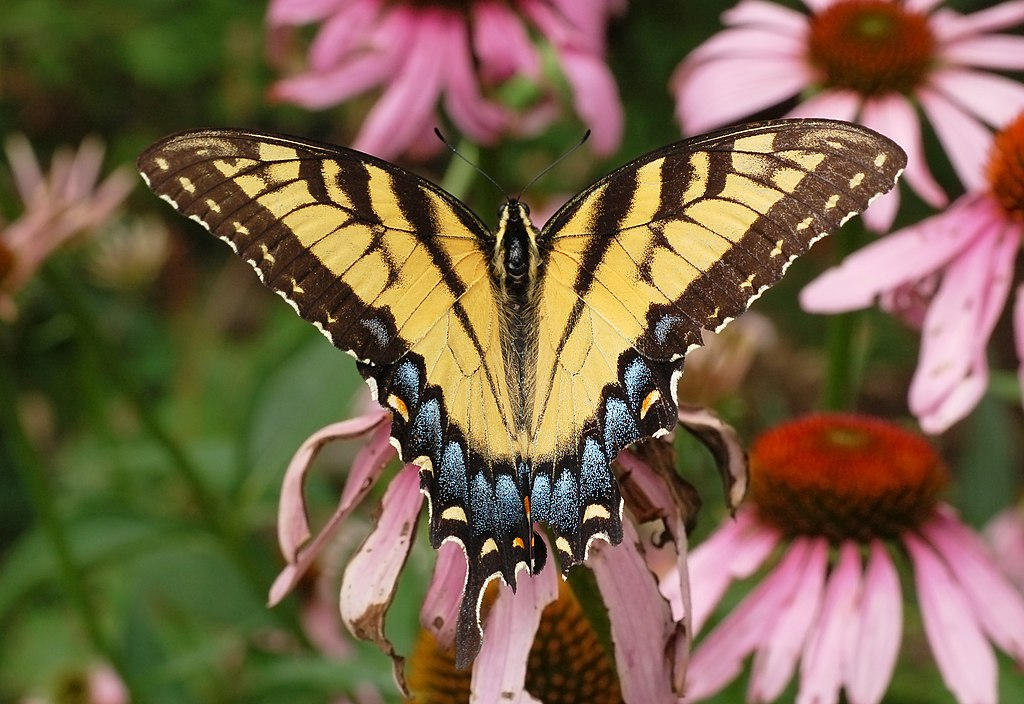 Two species of tiger swallowtails in PA: birdsoutsidemywindow.org/2025/07/09/two…