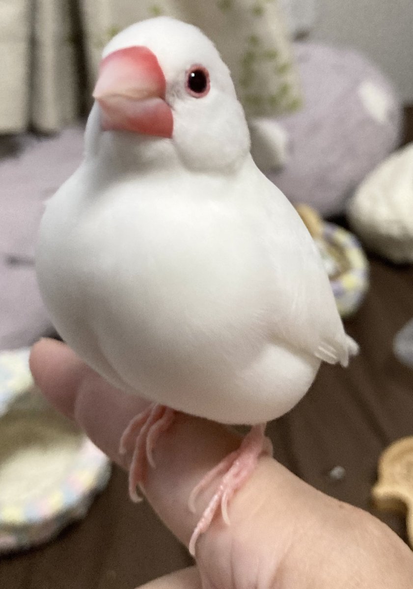 あめぽっぷ tweet media