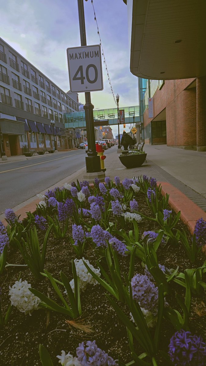 Hellokitchener's tweet photo. Strolled past this charming little flower bed near the GRT office — a peaceful pop of purple right in the heart of the city. Even on a busy street, beauty finds its way 🌿
#KitchenerDowntown #GRTKitchener #SpringInTheCity #UrbanBloom #KWlocal #HelloKitchener https://t.co/z5dBjQzq0A