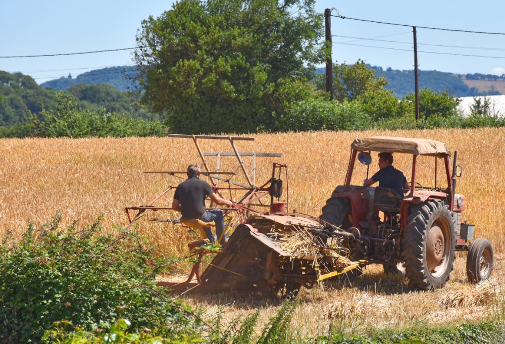 JackMwriter's tweet image. The folk harvesting grain in the field behind our house are using a far less fancy contraption than the behemoth which rolled through the village yesterday. #somerset #harvest