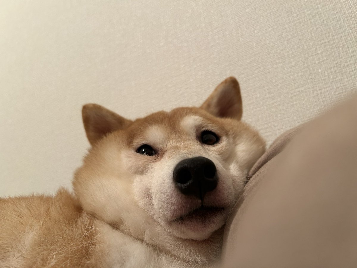 __0000_0__'s tweet photo. それぞれ表情が違ってイイ https://t.co/GS1BvyEQl0