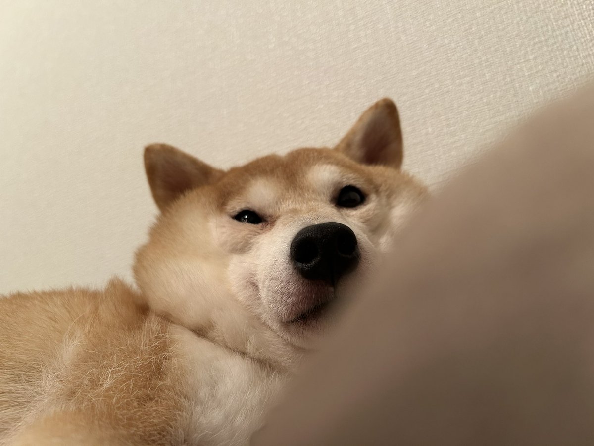 __0000_0__'s tweet photo. それぞれ表情が違ってイイ https://t.co/GS1BvyEQl0