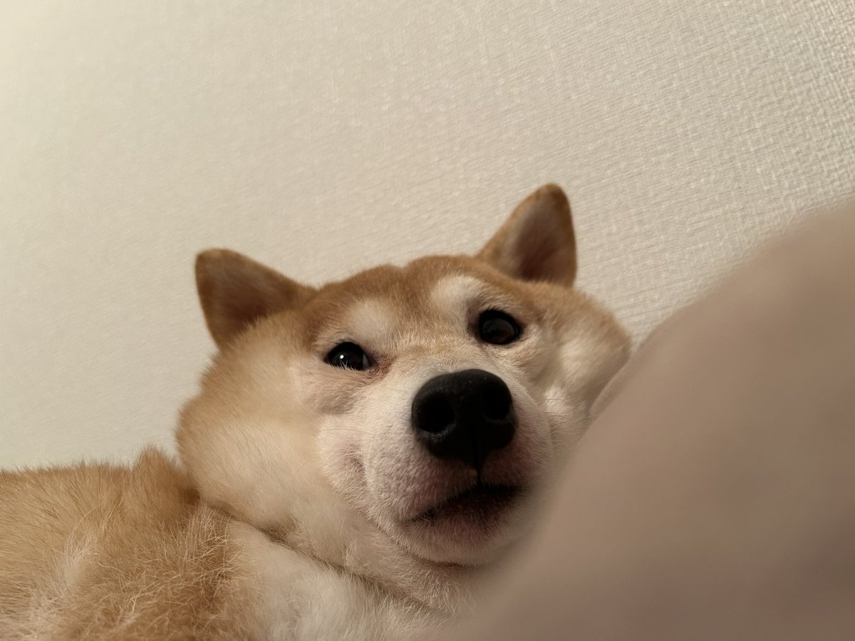 __0000_0__'s tweet photo. それぞれ表情が違ってイイ https://t.co/GS1BvyEQl0