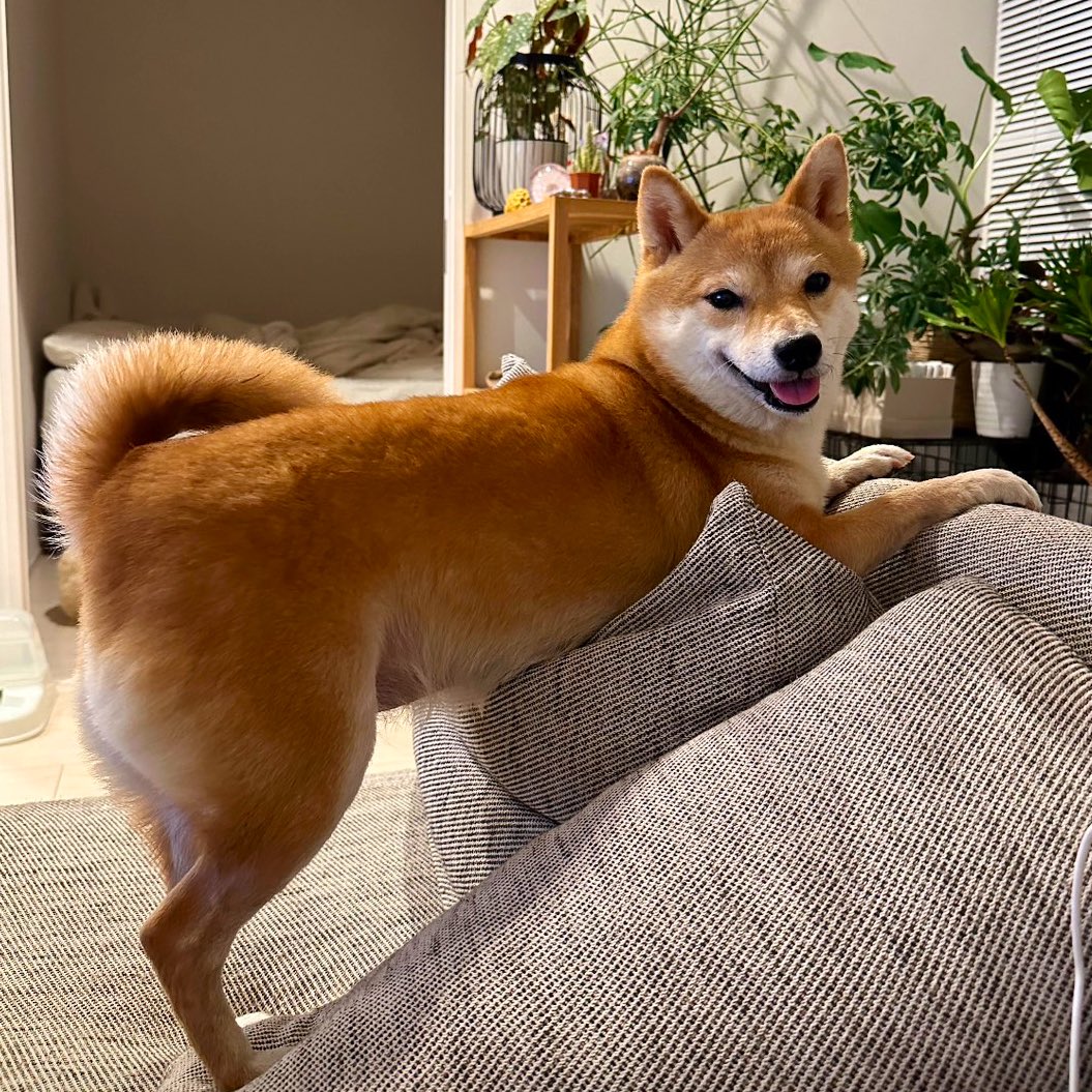 選挙戦とは無関係の私事になりますが、愛犬の柴犬「稲荷」が胆嚢粘液嚢腫という病気にかかりました。この病気は進行するまで症状が現れにくいのが特徴です。稲荷が嘔吐して倒れた後、すぐに病院に連れて行き、月曜日から毎日、朝から晩まで点滴治療を続けてきました。しかし、炎症と黄疸が悪化し、胆嚢