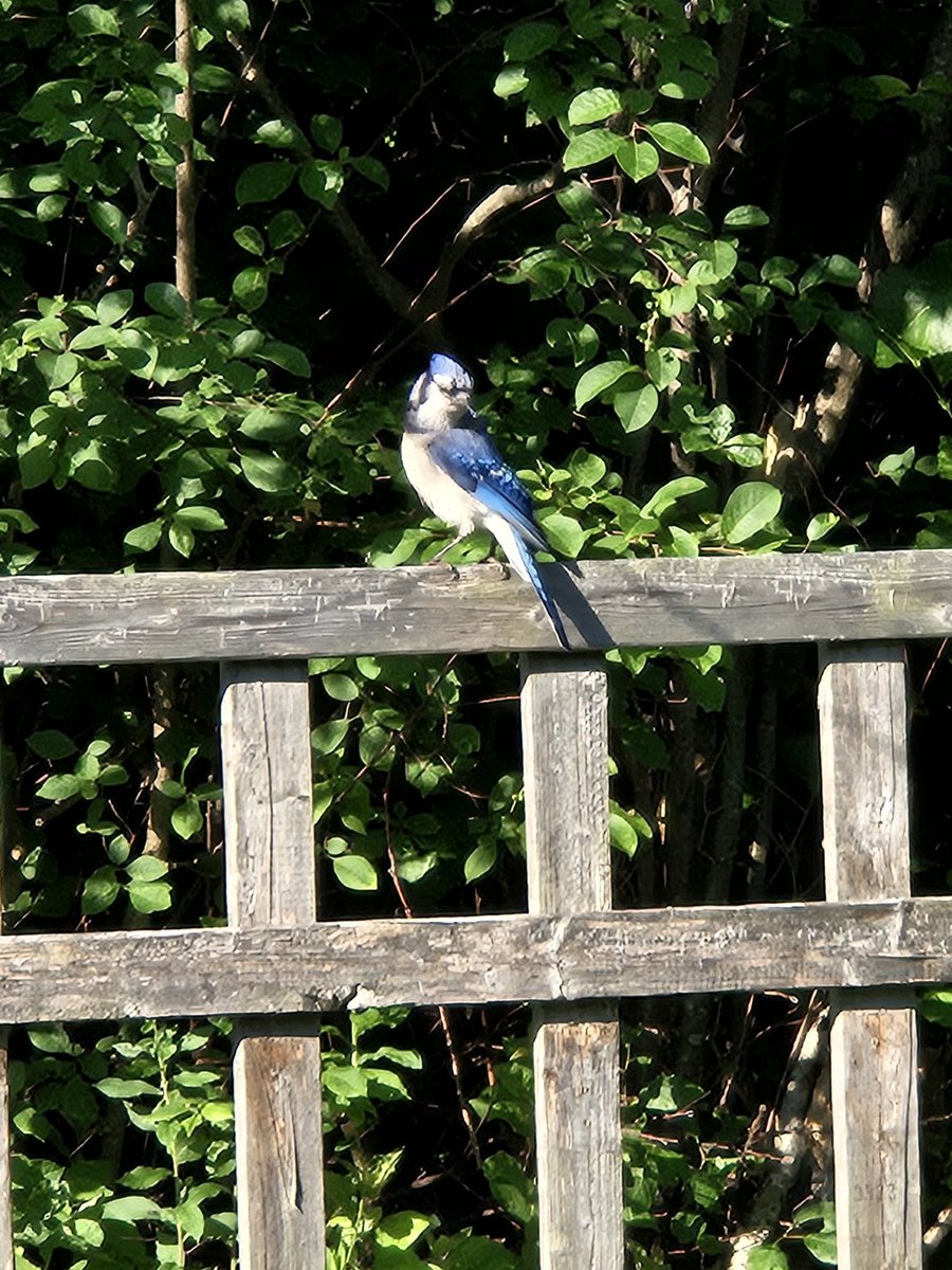 Blue Jay
