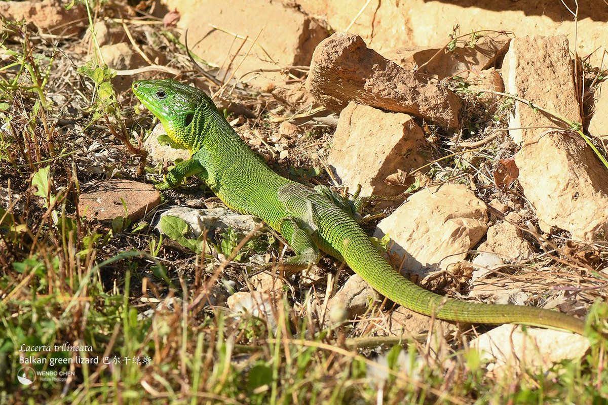 Wenbo77's tweet image. A Balkan green lizard (Lacerta trilineata) hiding in the ancient wall of Butrint, Albania.
#faunaofalbania #巴尔干绿蜥 #丽斑蜥 #ButrintNationalPark