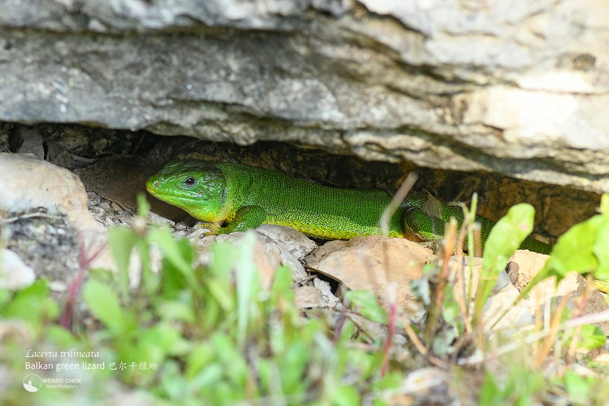 Wenbo77's tweet image. A Balkan green lizard (Lacerta trilineata) hiding in the ancient wall of Butrint, Albania.
#faunaofalbania #巴尔干绿蜥 #丽斑蜥 #ButrintNationalPark