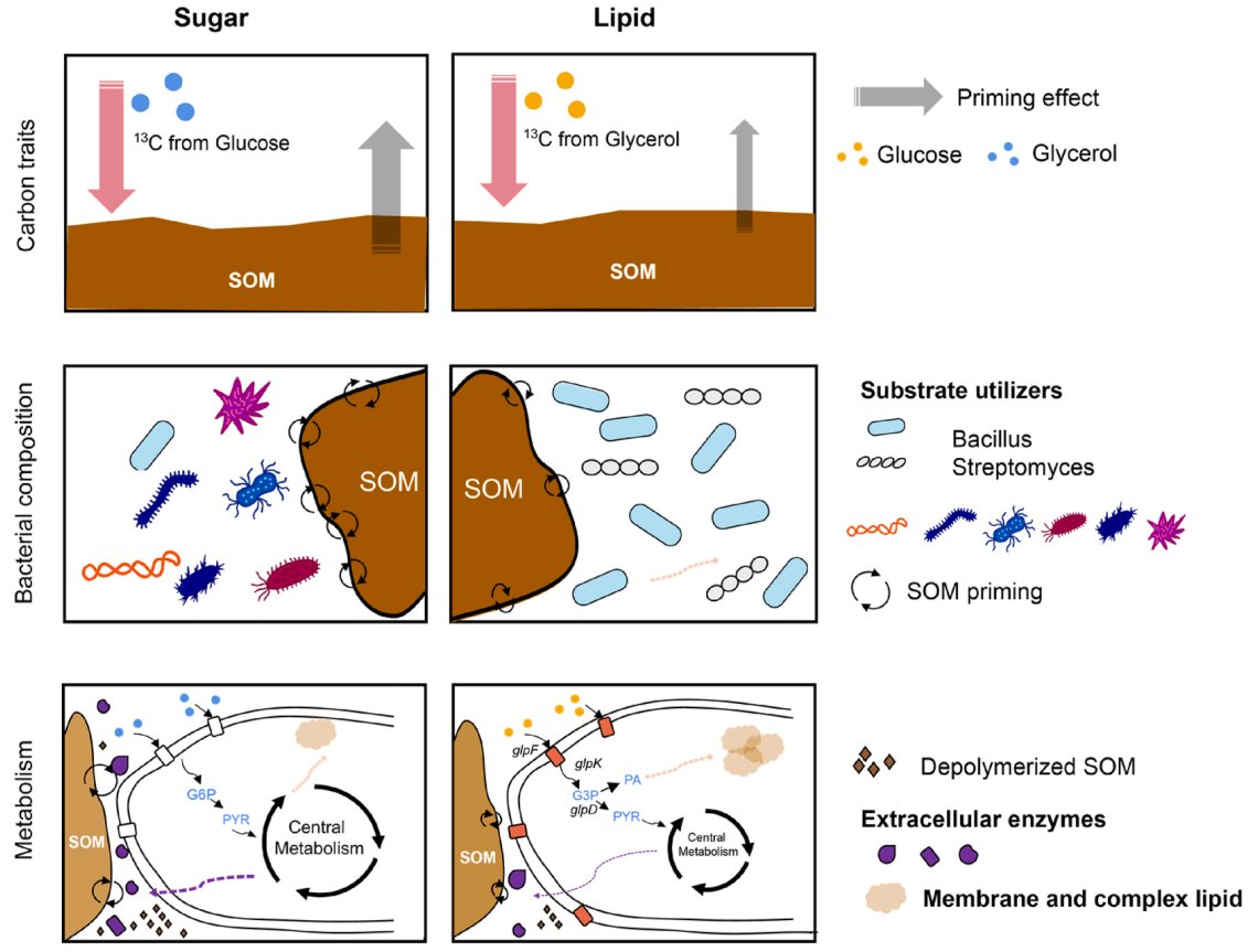 ykuzyakov's tweet image. 💥NEW in @SoilBiolBiochem 💥
Microbial metabolisms determine #soil priming effect induced by organic inputs
doi.org/10.1016/j.soil…
50-day Free: authors.elsevier.com/c/1lP8w8g13fGn6
#SoilOrganicMatter #sequestration #primingeffect #microbialbiomass #soilbacteria #13Clabeling #isotopes
