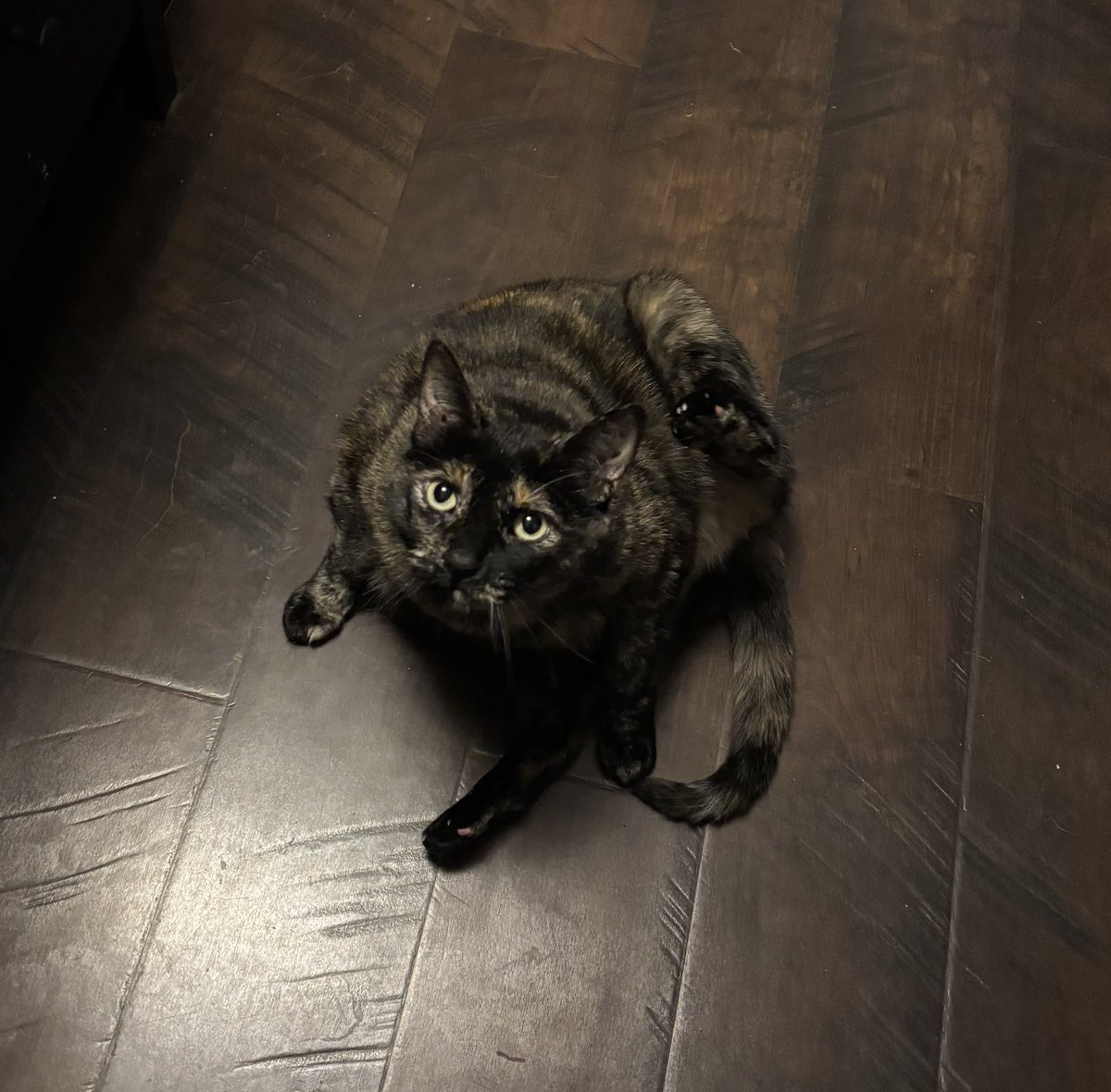 fhardcat's tweet image. Full of margarine and lard