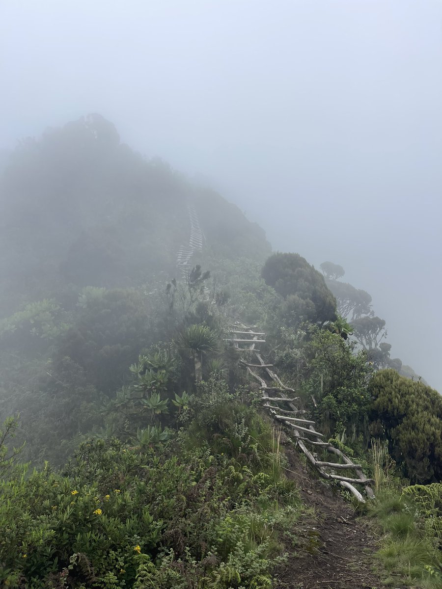 TagSafaris's tweet photo. 🦍🌋 We warmly welcome you to the spectacular Mgahinga Gorilla National Park , where golden monkeys play, gorillas roam, and volcanoes touch the sky. Let’s create memories together! 🌿✨
#Mgahinga #GorillaTrekking #WelcomeToUganda #ExploreUganda https://t.co/QpS0X7XaAB