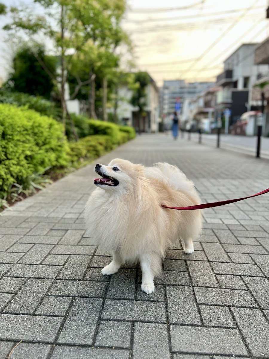 語呂合わせ…7な9く、から「泣く日」😭
世知辛い世の中にモヤモヤしたら泣いてスッキリ
ストレスも目の汚れも解消・一石二鳥👁️✨
因みに7/3は涙の日😢
📸🆗出る前にウマウマして、母ちゃんに叱られても💢
…鳴かないきゅーん‼️🐶💦