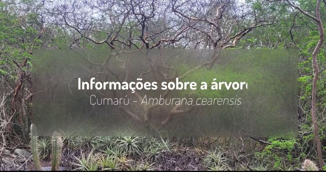 bgci's tweet image. Watch the video (with English subtitles)! buff.ly/AJ62oqN 
of The Cumaru Project, an integrated and innovative conservation initiative, resulting from collaborative efforts between science, community, and culture. aiming to prevent the extinction of Amburana cearensis.