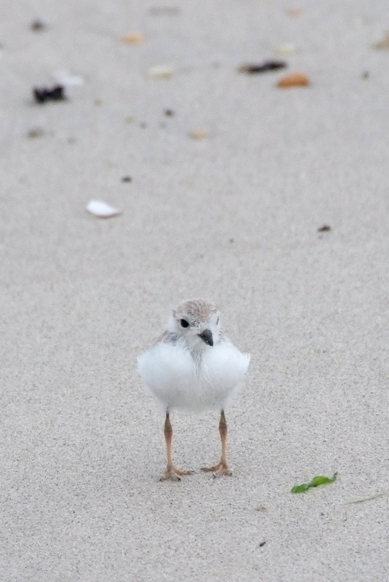 𝐍𝐚𝐭𝐮𝐫𝐞 𝐖𝐚𝐭𝐜𝐡 𝐖𝐞𝐝𝐧𝐞𝐬𝐝𝐚𝐲
Around mid-July, shore birds like piping plovers migrate southward and may be spotted at sites like Seven Presidents Oceanfront Park or Bayshore Waterfront Park. 
Be sure to watch from a distance so as not to disturb them.