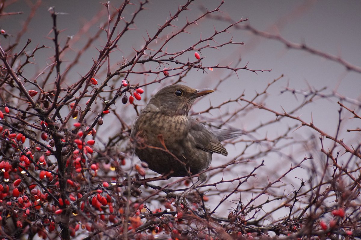 FREE EVENT 📣: Join the Friends of Hebburn Riverside Park for a mesmerizing journey into the world of birdsong, where you can turn nature's melodies into art like you never imagined 🦜🐦‍⬛🎨🪿
This is a FREE event, funded by the Community Foundation 
eventbrite.com/e/the-art-of-b…