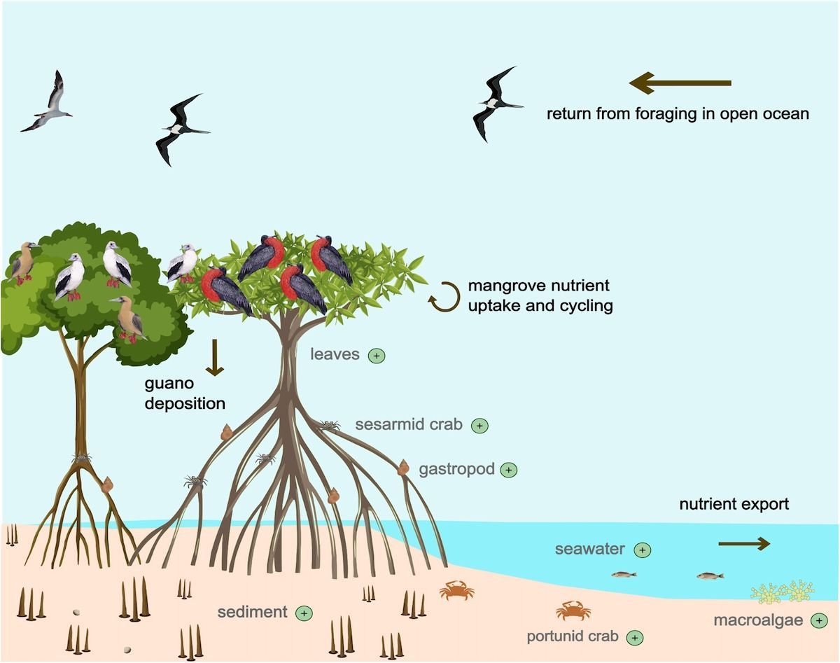 Seabirders's tweet image. 🌊 New @BirdsCaribbean Newsletter Alert! 🌊
Dive into the 2025 BirdsCaribbean Seabird Working Group’s latest newsletter. Catch up on vital research, conservation wins, restoration efforts, and education across the Caribbean:
bit.ly/SWG-Newsletter…
#seabirdwork #Seabirds
