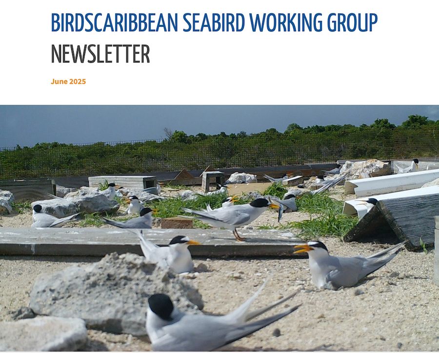 Seabirders's tweet image. 🌊 New @BirdsCaribbean Newsletter Alert! 🌊
Dive into the 2025 BirdsCaribbean Seabird Working Group’s latest newsletter. Catch up on vital research, conservation wins, restoration efforts, and education across the Caribbean:
bit.ly/SWG-Newsletter…
#seabirdwork #Seabirds