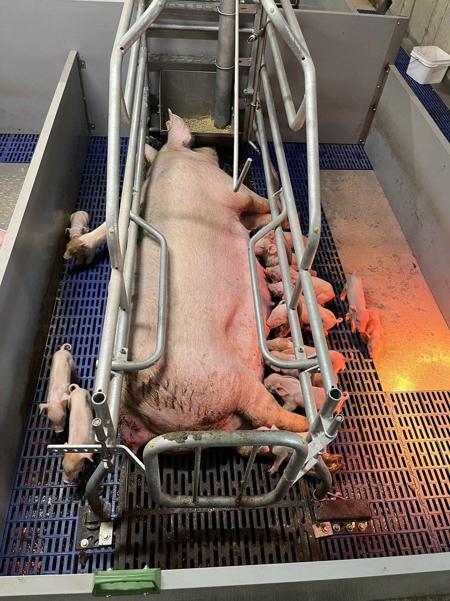 TJ Klopp (@tjklopp) on Twitter photo A couple nice gilt litters in the sow barn! 16 born alive all decent pigs, they aren’t all perfect like these but it’s nice to see good performance on gilts which hopefully means good performance for future litters and life time of these sows
<a href="/OntarioPork/">Ontario Pork</a> A couple nice gilt litters in the sow barn! 16 born alive all decent pigs, they aren’t all perfect like these but it’s nice to see good performance on gilts which hopefully means good performance for future litters and life time of these sows
<a href="/OntarioPork/">Ontario Pork</a>