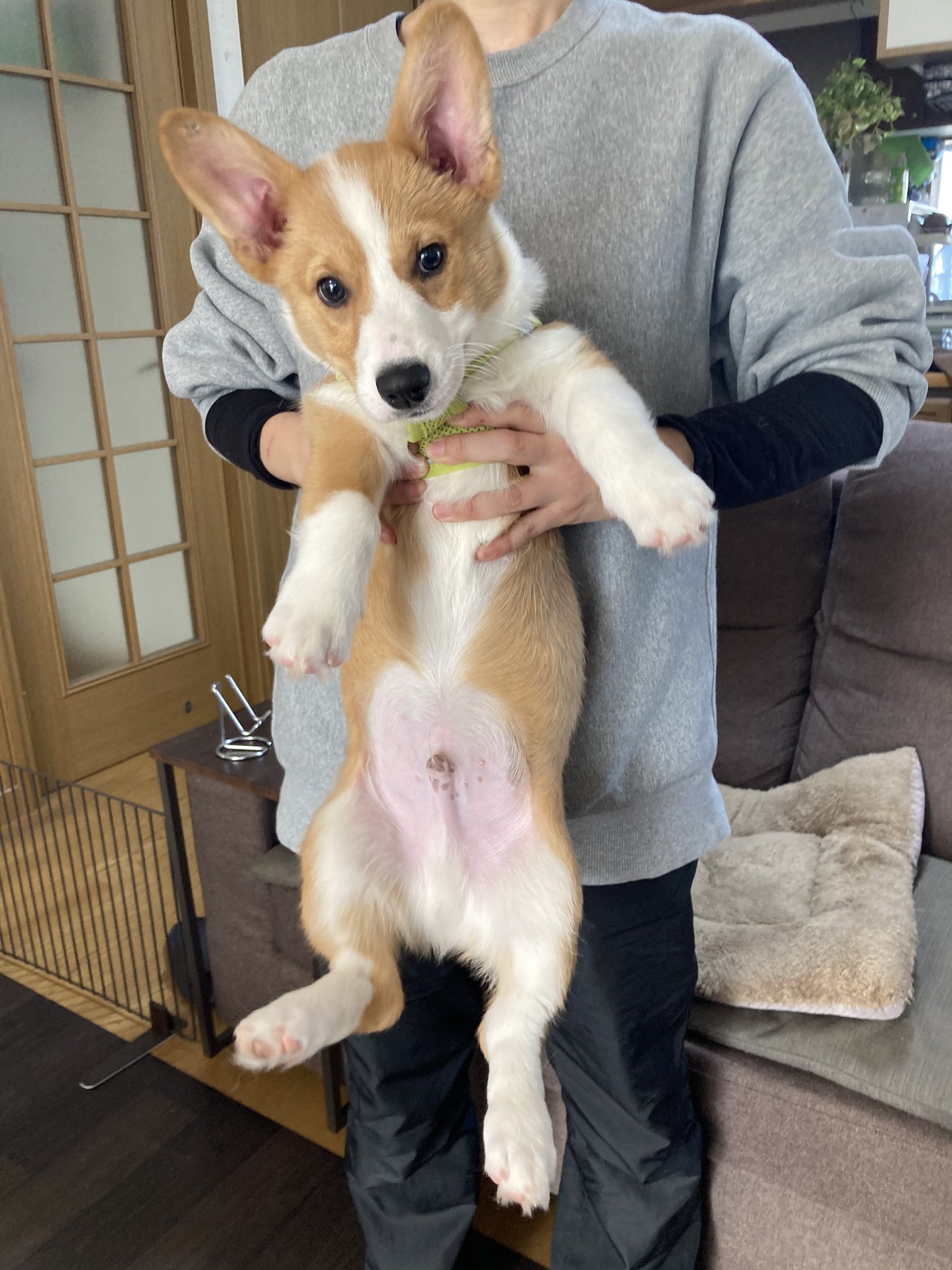カレン　ホイプティング　犬　コーギー　小鳥　鳥かご ブランドのギフト カレン 絵画 鳥かご 小鳥 コーギー 犬 ホイ